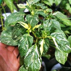 Рождественская Карамель - Разноцветный Полосатый Сладкий Перчик