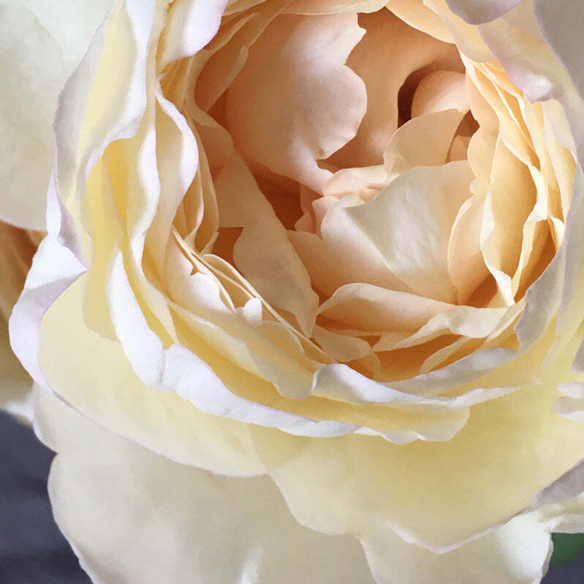 Крим Пьяже — букет элегантных пионовидных ароматных роз