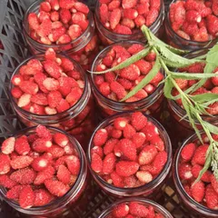 Земляника садовая / 900 мл (400-460 гр)