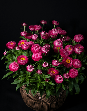 3903 Брактеанта GRANVIA DARK PINK FLAME (ВЕСНА 2025)