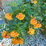 Текома прямостоячая мик – Tecoma stans mic