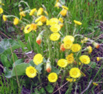 Мать-и-мачеха обыкновенная (трава)