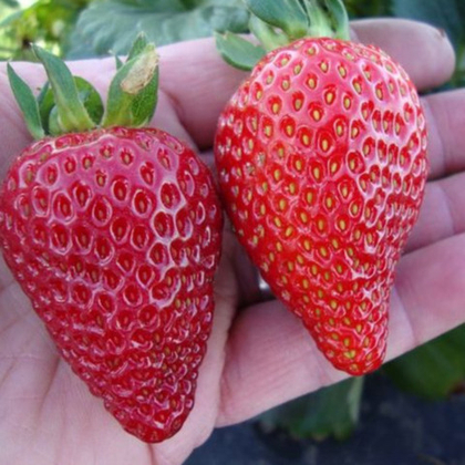 Земляника крупноплодная Альбион, ремонтантная