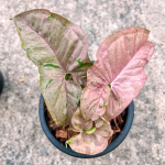 Сингониум BUBBLEGUM