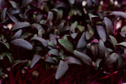 Микрозелень мангольд