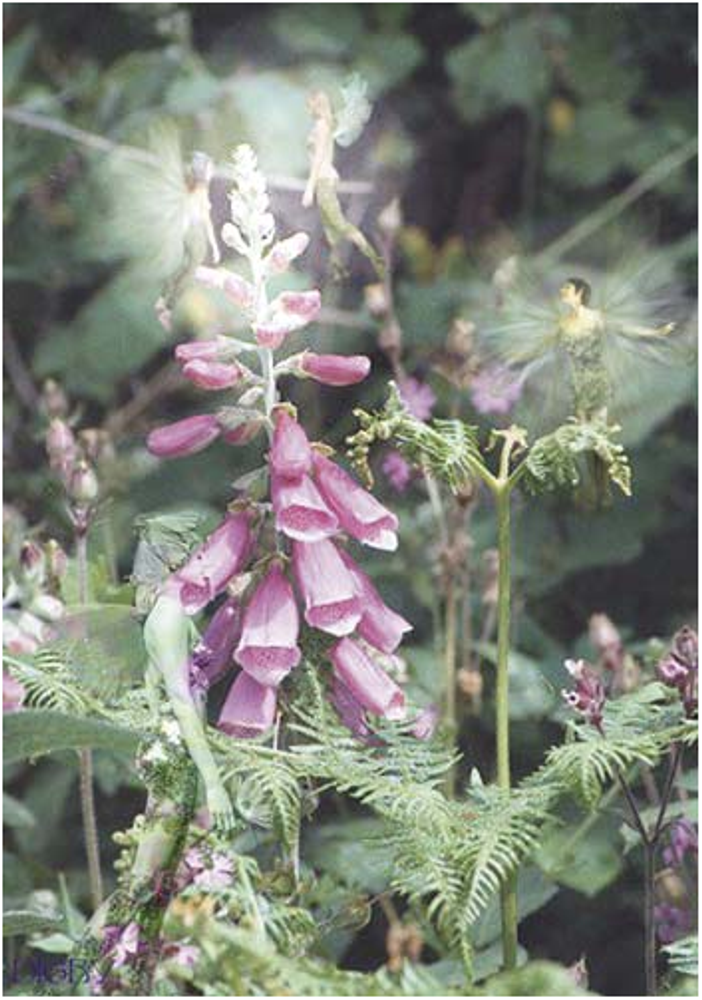 Открытка Дигиталис ( foxglove )