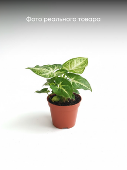 Сингониум Green Elf д.9