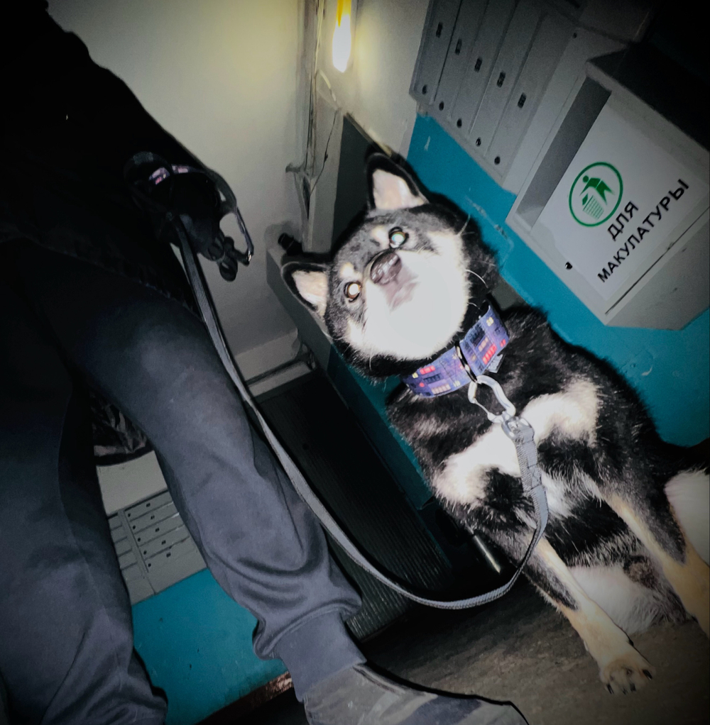 Ошейник Шёпот Панелек, наличие