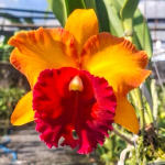 Орхидея ринхолелиокаттлея RLC. BANGKOK CITY