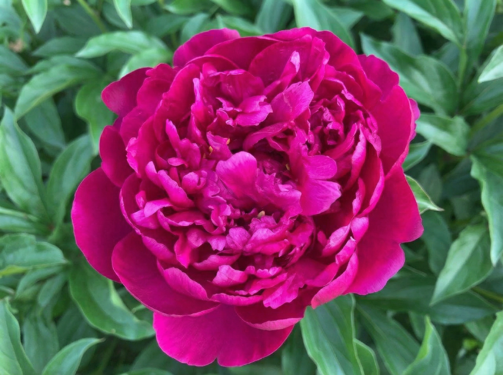 Пион травянистый «Виктори де ла Марн» (Victoire de la Marne)