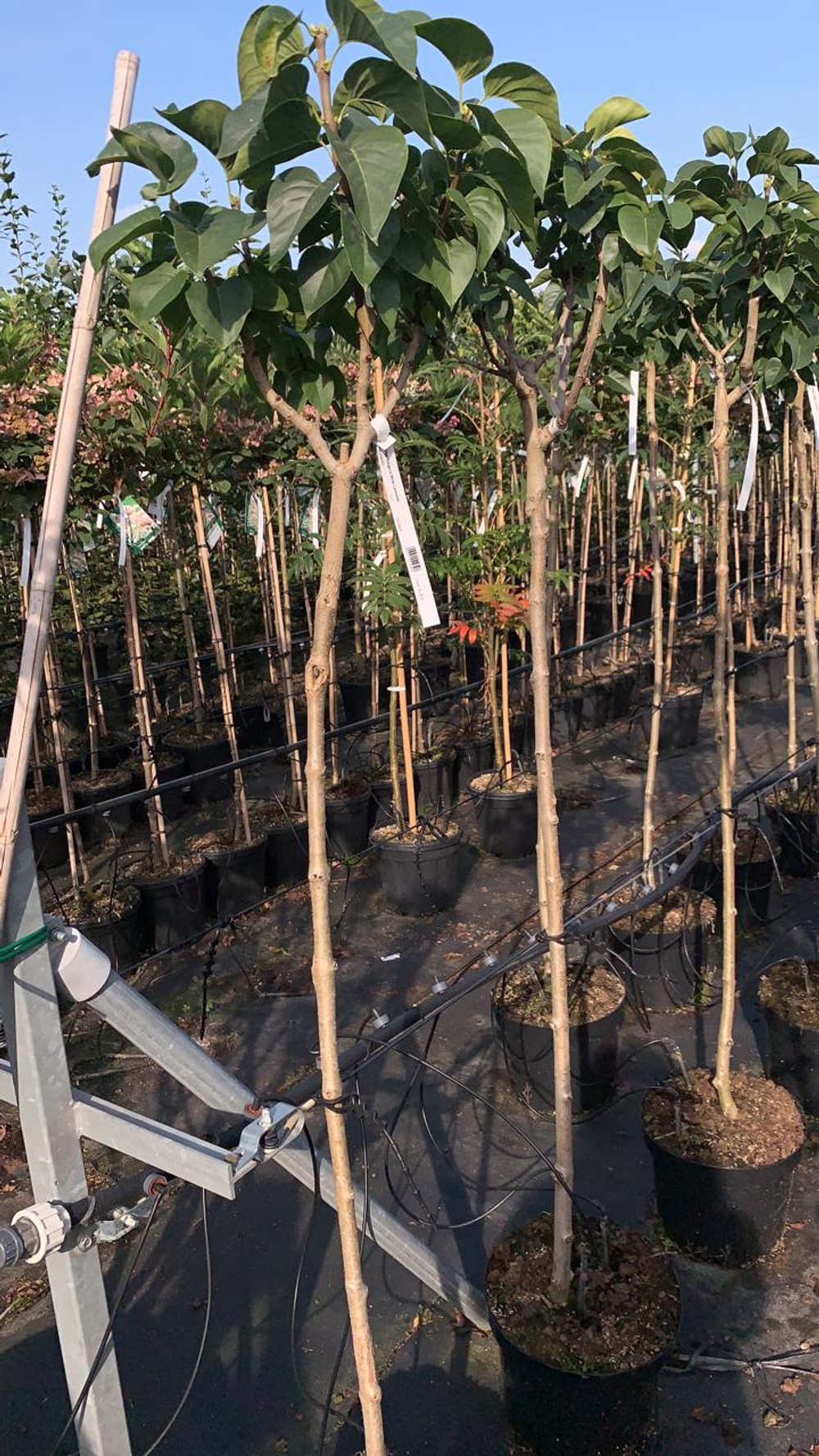 Сирень обыкновенная Мадам Лемуан штамб 120 см Закупка М66 апрель 2026