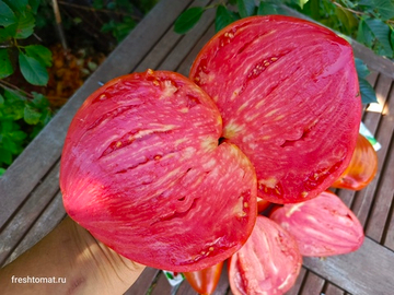 Древнее сердце Акви Терме (Cuore Antico di Acqui Terme) сорт томата