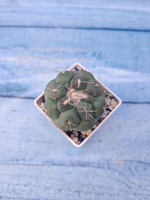 Thelocactus Hexaedrophorus (Телокактус)