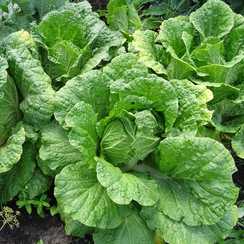 СПРИНКИН F1 семена капусты пекинской (Syngenta | Alexagro)