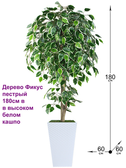 Искусственное дерево Фикус пестрый 180см в высоком белом кашпо ротанг