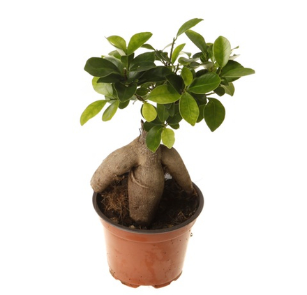 Фикус микрокарпа Гинсенг