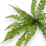 Папоротник нефролепис 70 см.
