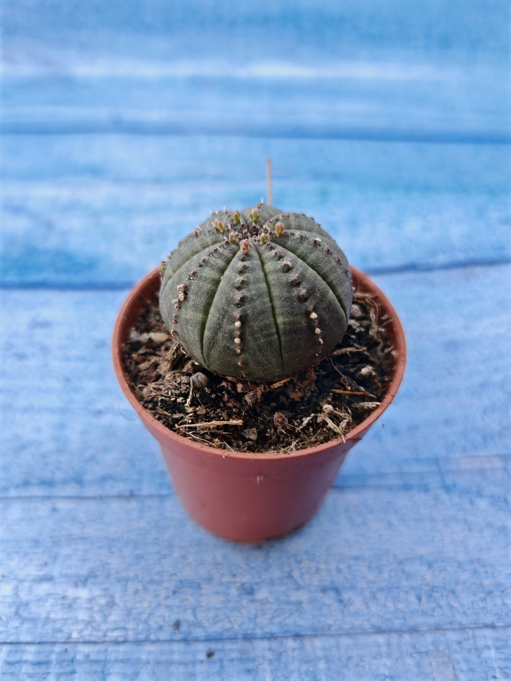 Euphorbia Obesa (Эуфорбия)