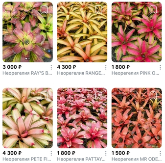 Предзаказ Бромелиевые Таиланд, поставка S14 июнь 2026