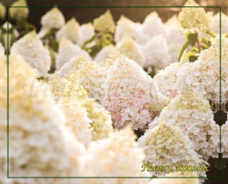 Гортензия метельчатая Пинк Промис- Розовое желание (Hydrangea paniculata `Pinky Promise`)