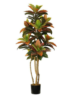 Кротон 150 см.