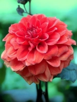 Георгин бордюрный Эллен Хьюстон