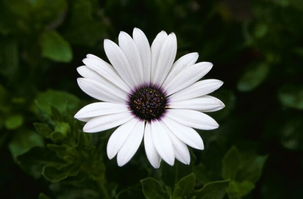 Остеоспермум Пэшн Вайт (25шт) Витагрин Профи