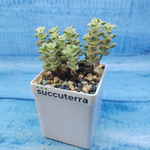 Crassula Tom Thumb variegated (Крассула)
