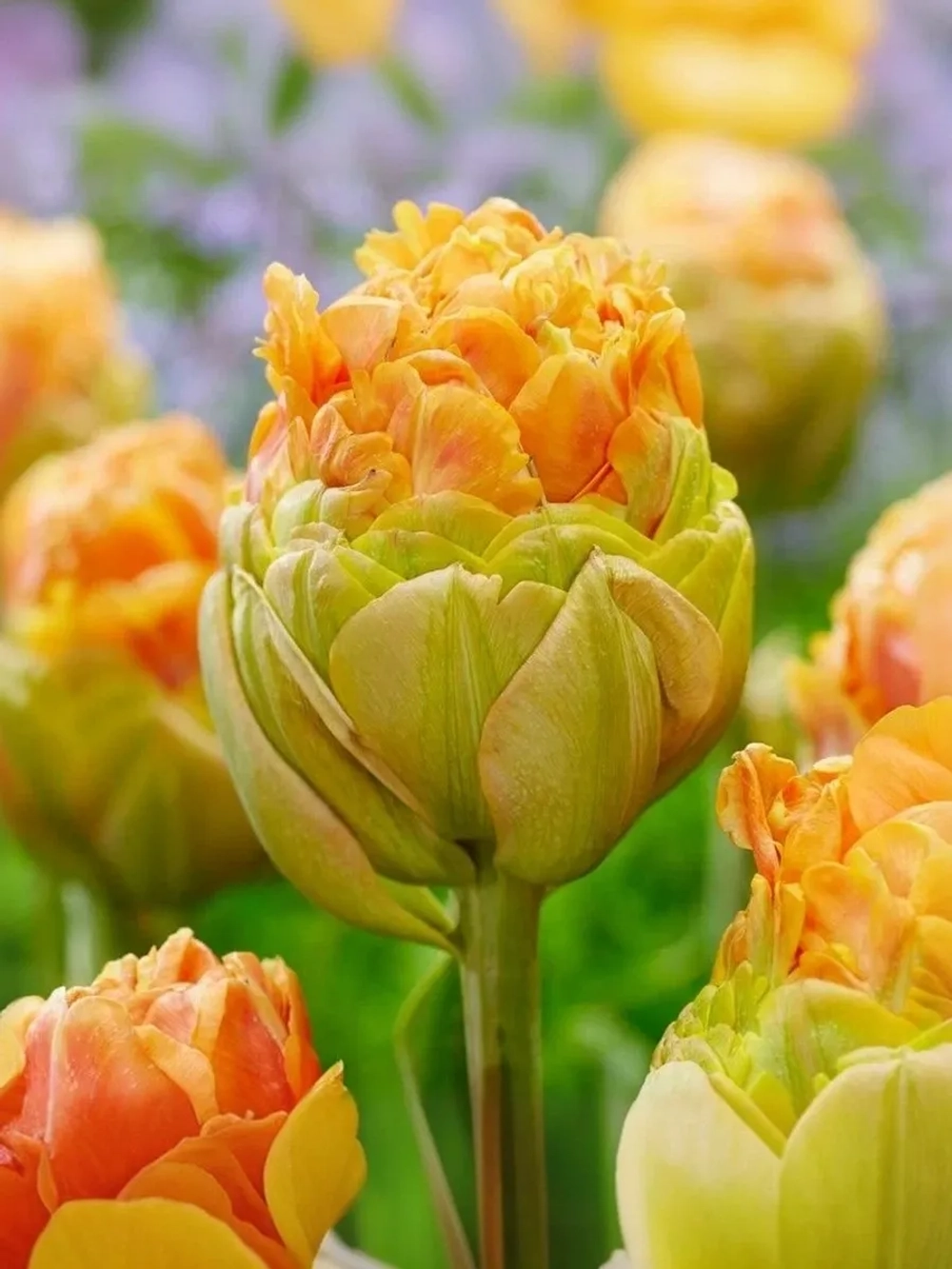 Тюльпан Пионовидный Ле Лаванду