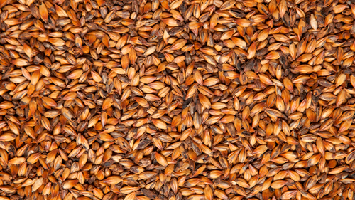 Солод ячменный пивоваренный "Cafe light malt" (Кофе Лайт), производитель Castle Malting (Бельгия)