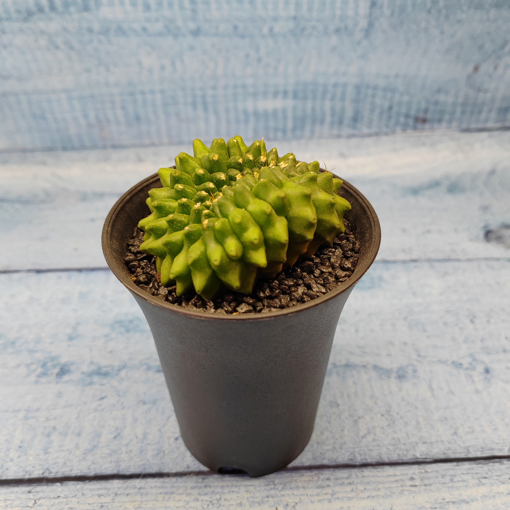 Gymnocalycium Spineless Crested form (Гимнокалициум Кристатный)