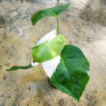 Монстера BORSIGIANA ALBO (В11)