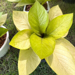 Антуриум GOLDEN CUPBOARD /KING OF KINGS