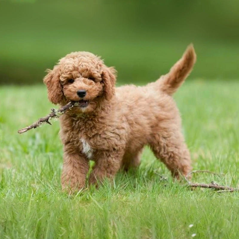 Колье Мой Любимый Пушистик – Персонализация