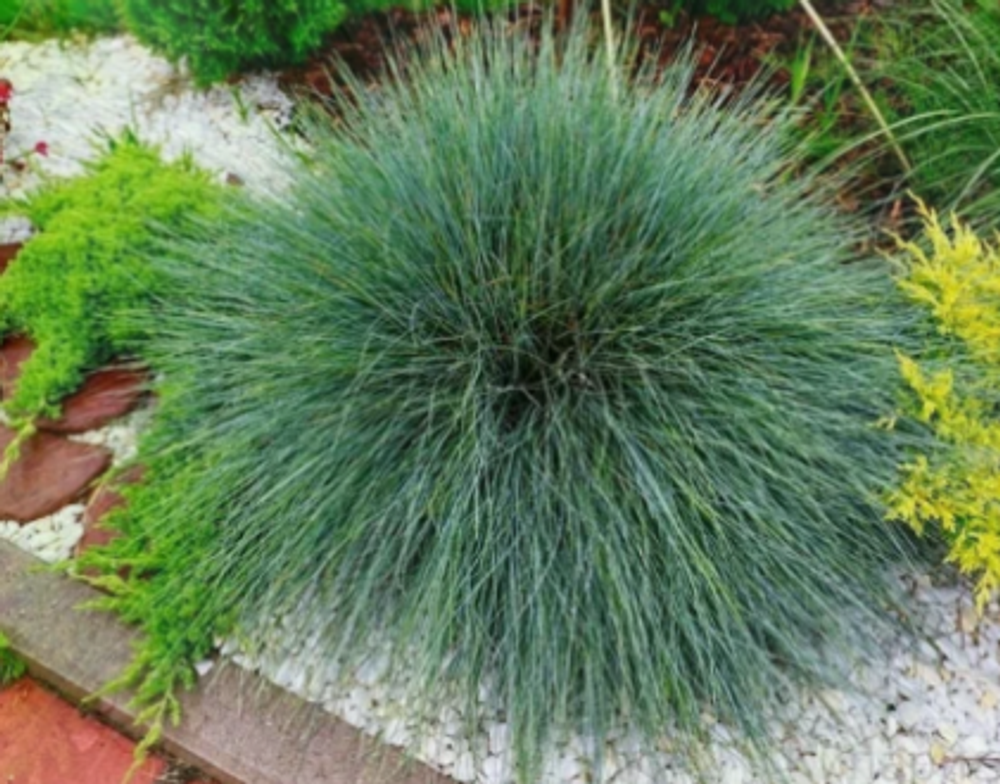 Овсянница Фредди рассада конец апреля 26