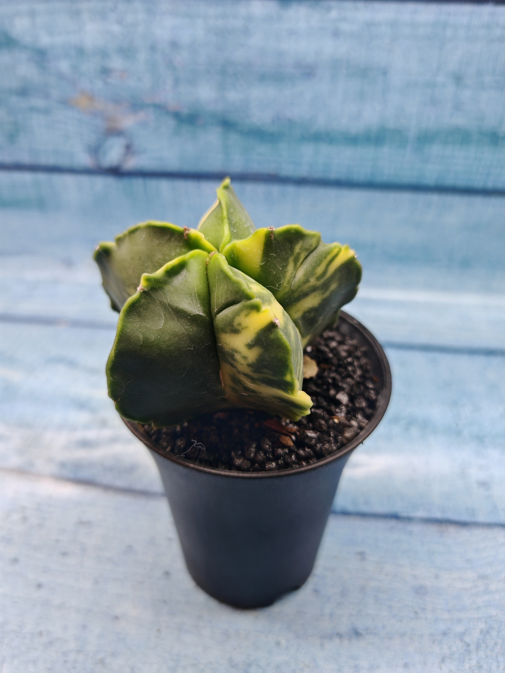 Astrophytum Myriostigma variagate (Астрофитум вариегатный)