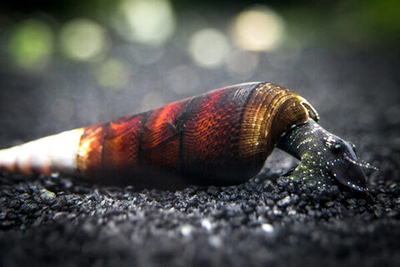 Тиломелания Кролик Капучино