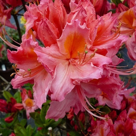 Азалия Пинк Делайт