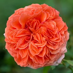 Оранжери (Orangerie)