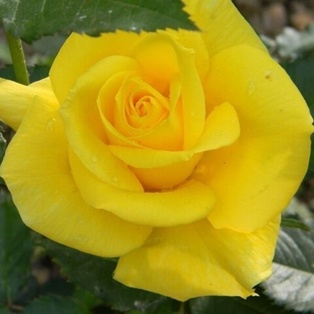 Роза флорибунда Фрезия/Friesia