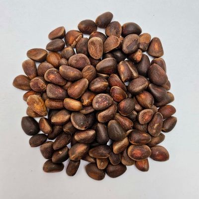 Орех кедровый Алтайский