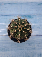 Gymnocalycium T-Rex Pink hybride (Гимнокалициум)