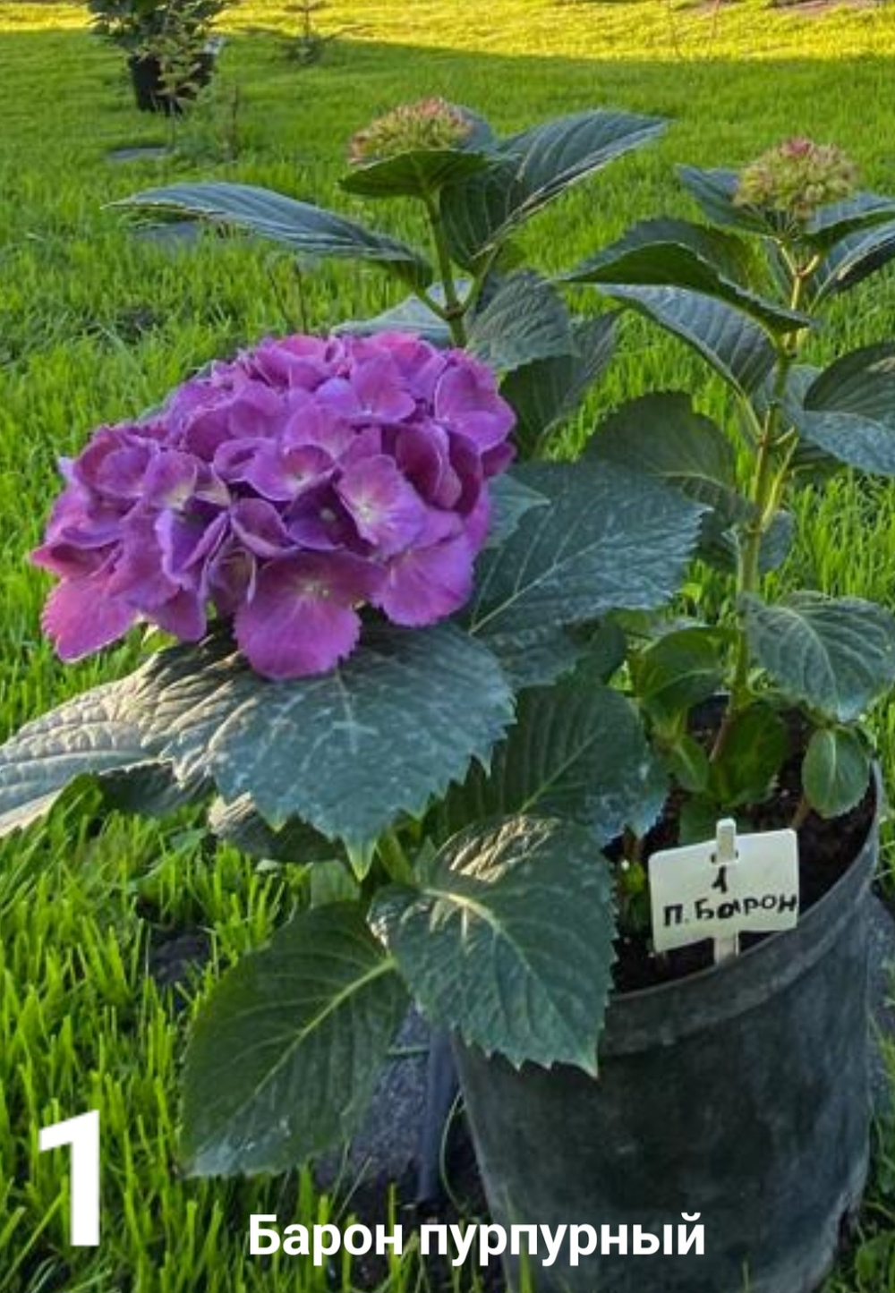 BARON PURPLE/ БАРОН ПАРПЛ