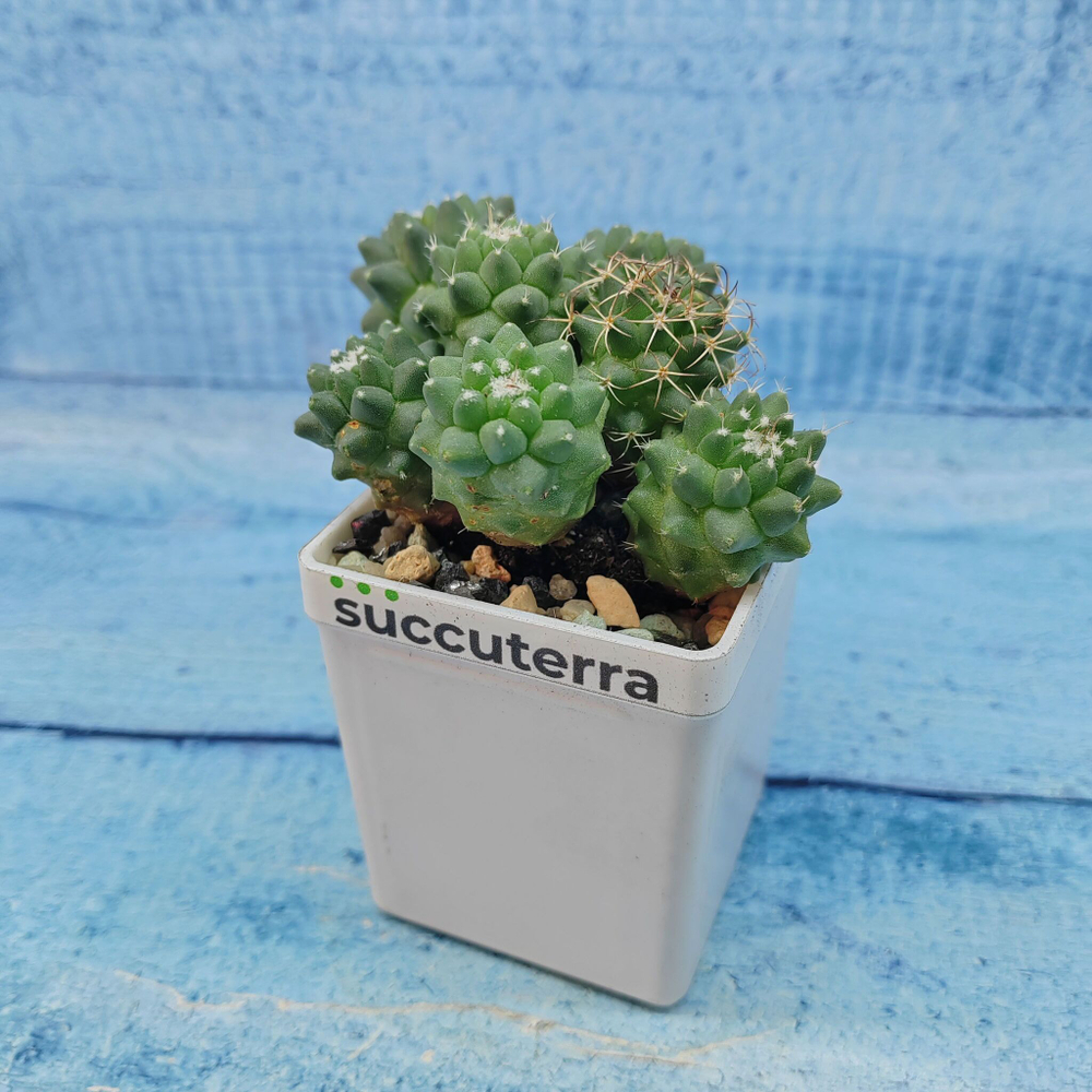 Mammillaria Polythele (Маммиллярия)