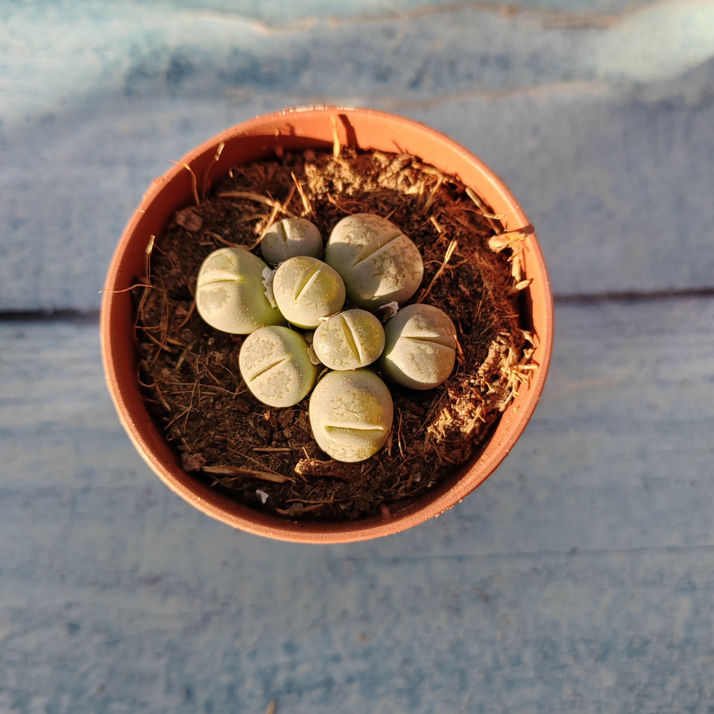 Lithops sp. (Литопсы)