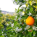 Апельсин сладкий эфирное масло (Индия)