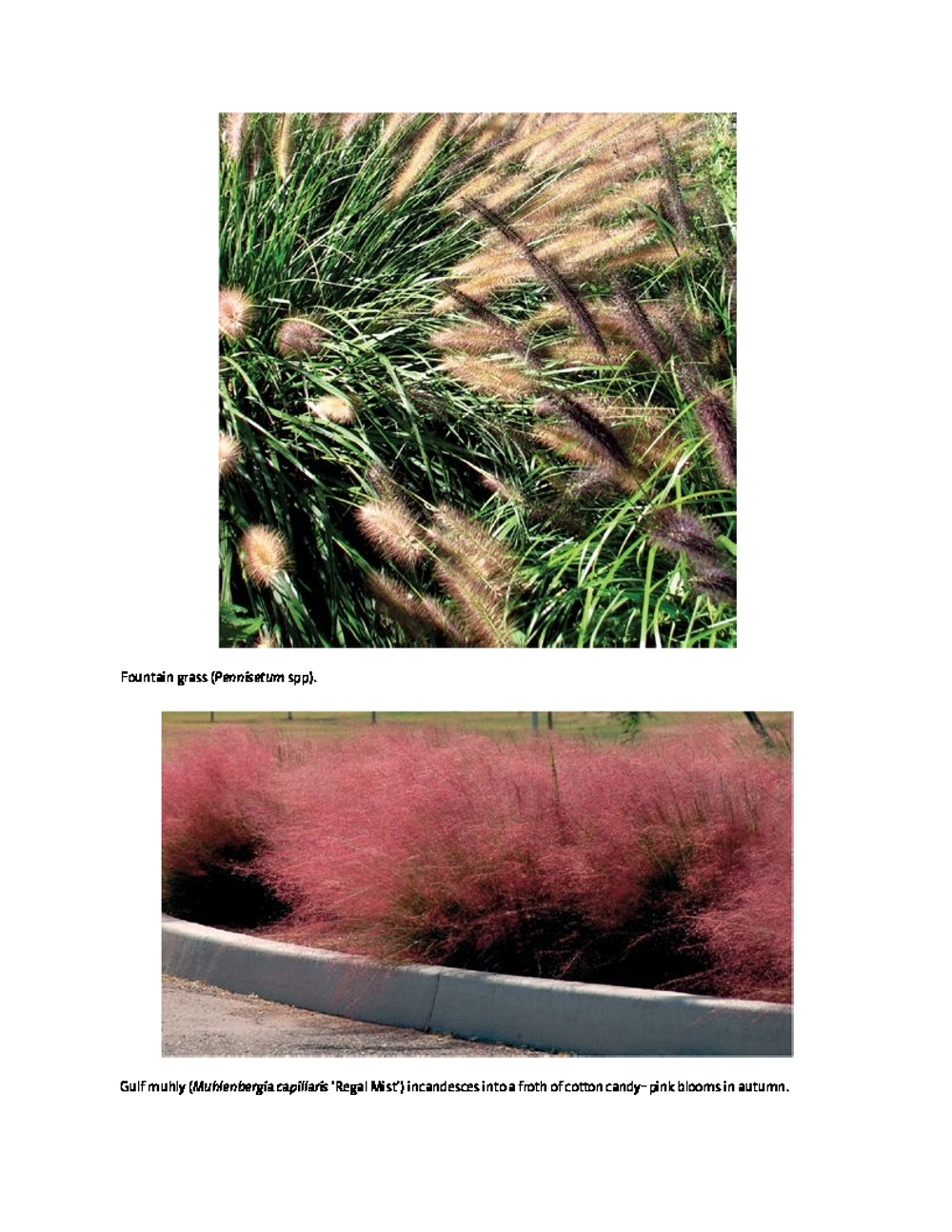 Lawn Gone! Low-Maintenance, Sustainable, Attractive Alternatives for Your Yard