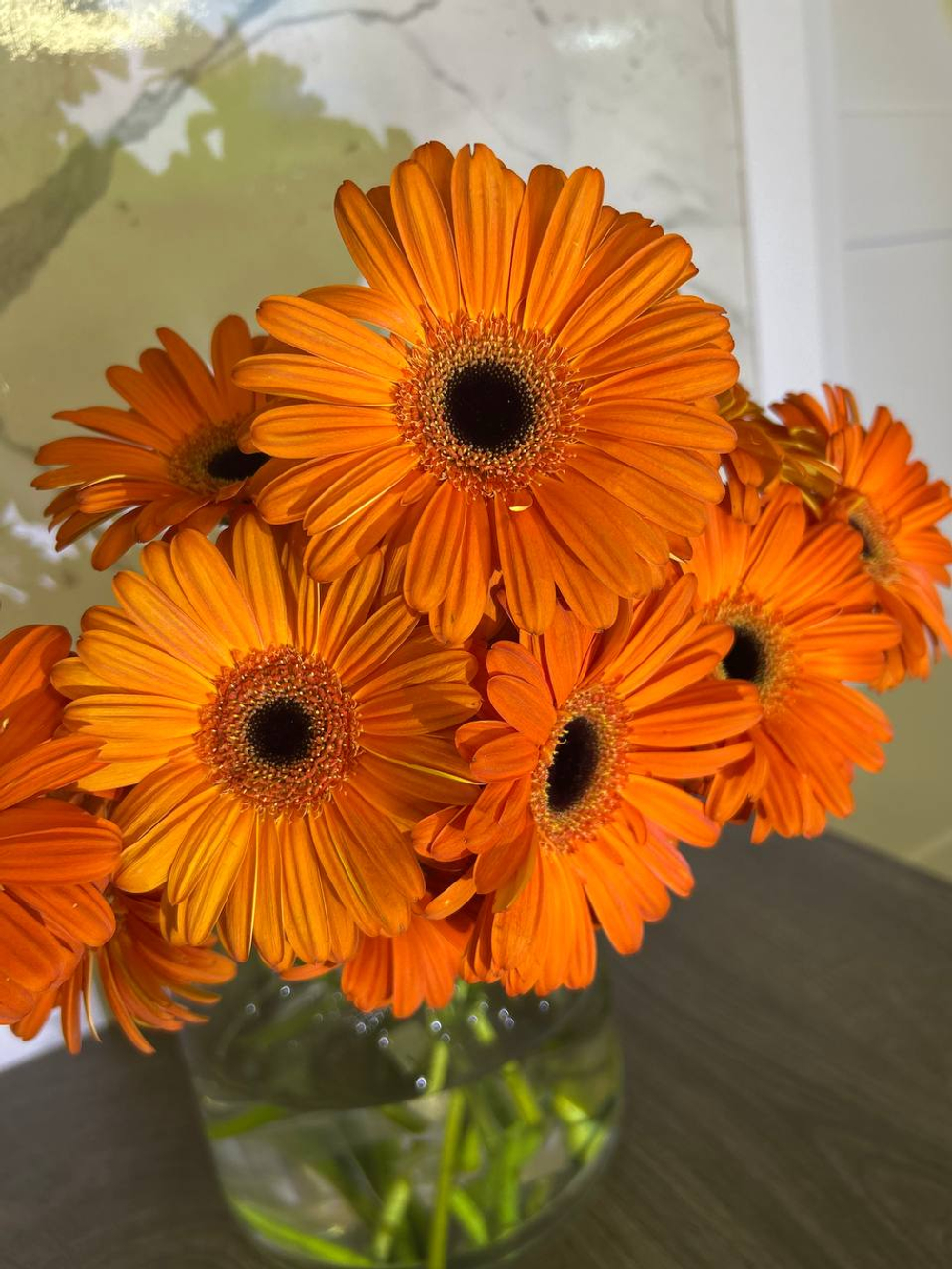 Гербера оранжевая