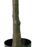 Фикус Лирата 160 см.