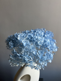 Гортензия стабилизированная голубая